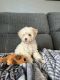 Toy Poodle Puppies for sale in Gainesville, GA, USA. price: NA