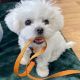 Toy Poodle Puppies for sale in Salyersville, KY 41465, USA. price: NA