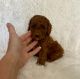 Toy Poodle Puppies for sale in Hacienda Heights, CA, USA. price: $1,499