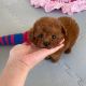 Toy Poodle Puppies for sale in 1 California St, San Francisco, CA 94111, USA. price: $500