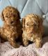 Toy Poodle Puppies for sale in Miami, FL, USA. price: $800