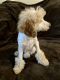 Toy Poodle Puppies for sale in Spokane, WA, USA. price: $600