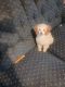 Toy Poodle Puppies for sale in Southgate, MI 48195, USA. price: $500