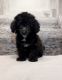 Toy Poodle Puppies for sale in The Bronx, NY 10453, USA. price: $1,800