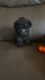 Toy Poodle Puppies for sale in Moreno Valley, CA, USA. price: NA