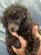Toy Poodle Puppies for sale in Princeton, WV 24739, USA. price: $1,000