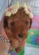 Toy Poodle Puppies for sale in Las Vegas, NV, USA. price: $1,000