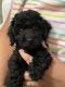 Toy Poodle Puppies for sale in Richmond, KY, USA. price: $1,000