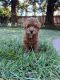 Toy Poodle Puppies for sale in Dixon, CA 95620, USA. price: $1,100
