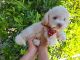 Toy Poodle Puppies for sale in Whittier, CA, USA. price: $999