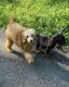 Toy Poodle Puppies for sale in New York, NY, USA. price: $1,800