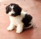 Toy Poodle Puppies for sale in Thomasville, NC 27360, USA. price: $950