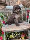 Toy Poodle Puppies for sale in Winchester, VA 22601, USA. price: $600