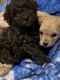 Toy Poodle Puppies for sale in Florence, AZ, USA. price: NA