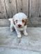 Toy Poodle Puppies for sale in Whittier, CA, USA. price: $699