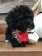 Toy Poodle Puppies for sale in Columbia, MS 39429, USA. price: $500