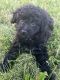 Toy Poodle Puppies for sale in Warsaw, IN, USA. price: $400