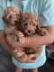 Toy Poodle Puppies for sale in Arlington, TX, USA. price: $2,500