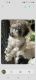 Toy Poodle Puppies for sale in Sharon, SC 29742, USA. price: $600