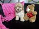 Toy Poodle Puppies for sale in San Leandro, CA, USA. price: $900