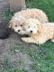 Toy Poodle Puppies for sale in 164 N 450 W, Layton, UT 84041, USA. price: $1,000