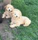Toy Poodle Puppies for sale in 164 N 450 W, Layton, UT 84041, USA. price: $1,000