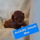 Toy Poodle Puppies for sale in Valley Center, CA, USA. price: $2,500