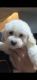 Toy Poodle Puppies for sale in Flushing, NY 11354, USA. price: $800