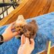 Toy Poodle Puppies for sale in Austin, TX, USA. price: $900