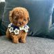 Toy Poodle Puppies for sale in Austin, TX, USA. price: $900