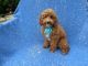 Toy Poodle Puppies for sale in Hacienda Heights, CA, USA. price: $699