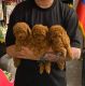 Toy Poodle Puppies for sale in New York, NY, USA. price: $500