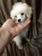 Toy Poodle Puppies for sale in Columbia, MS 39429, USA. price: $500