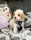Toy Poodle Puppies for sale in Chandler, AZ 85226, USA. price: $900
