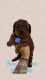 Toy Poodle Puppies for sale in Fort Lauderdale, FL, USA. price: NA