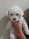 Toy Poodle Puppies for sale in Chandler, AZ, USA. price: $1,000