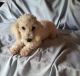 Toy Poodle Puppies for sale in Dublin, GA 31021, USA. price: $600