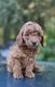 Toy Poodle Puppies for sale in West Sacramento, CA, USA. price: $2,000