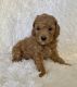 Toy Poodle Puppies for sale in La Habra, CA 90631, USA. price: $1,299