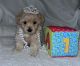 Toy Poodle Puppies for sale in Savannah, GA, USA. price: $1,600