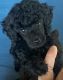 Toy Poodle Puppies for sale in Terryville, Plymouth, CT, USA. price: $2,300