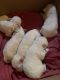 Toy Poodle Puppies for sale in Inglewood, CA, USA. price: $300