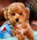 Toy Poodle Puppies for sale in OK-56 Loop, Oklahoma 74447, USA. price: $800