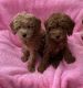 Toy Poodle Puppies for sale in Downey, CA, USA. price: NA