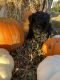 Toy Poodle Puppies for sale in Statesville, NC, USA. price: NA