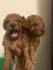 Toy Poodle Puppies for sale in Arizona State Rte 303, Surprise, AZ, USA. price: $2,500