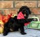 Toy Poodle Puppies for sale in Rainsville, AL, USA. price: $1,000