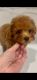 Toy Poodle Puppies for sale in New York, NY, USA. price: $5,000
