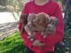 Toy Poodle Puppies for sale in Farmersville, CA, USA. price: $1,300