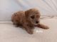 Toy Poodle Puppies for sale in Southern Precinct, IL, USA. price: $500